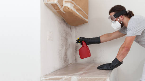 Professional Basement Mold Remediation technician working in Eaton, CO